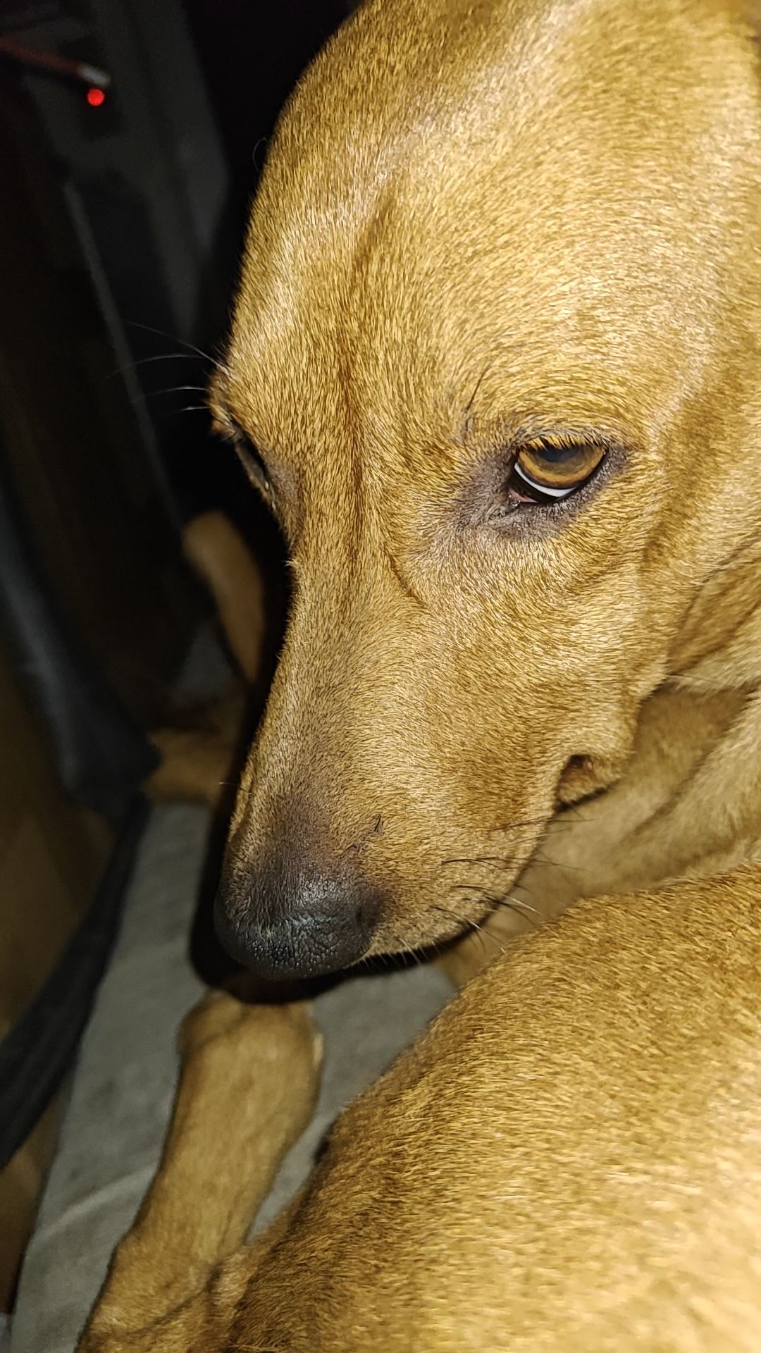 Cenzo avec son chien Pacha